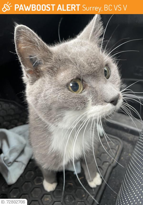 Found/Stray Unknown Cat last seen AJ McClellan Elementary school 61 ave / 166 st Surrey, Surrey, BC V3S 5V4