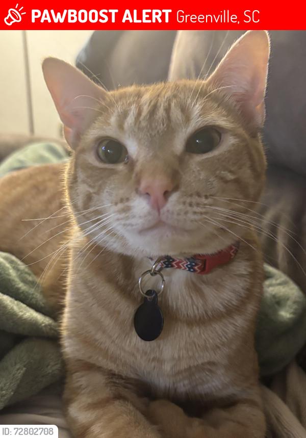 Lost Male Cat last seen Timmons park, Greenville, SC 29607