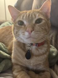 Lost Male Cat last seen Timmons park, Greenville, SC 29607