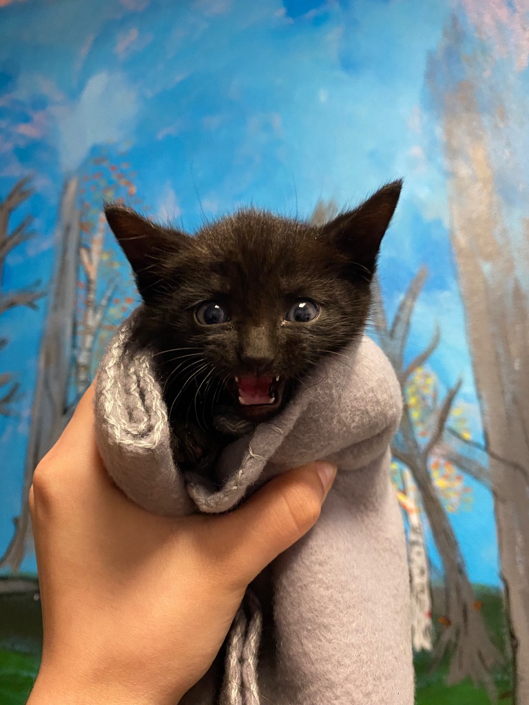 Shelter Stray Male Cat last seen Bexar County, New Braunfels, TX 78130