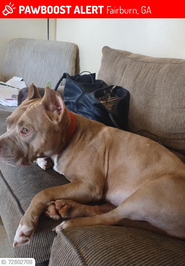 Lost Female Dog last seen Dog food wearhouse, Fairburn, GA 30213