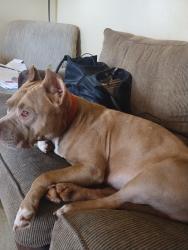 Lost Female Dog last seen Dog food wearhouse, Fairburn, GA 30213