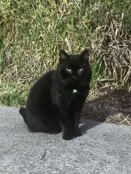 Lost Unknown Cat last seen Marlowe Street, Fremont, CA 94536