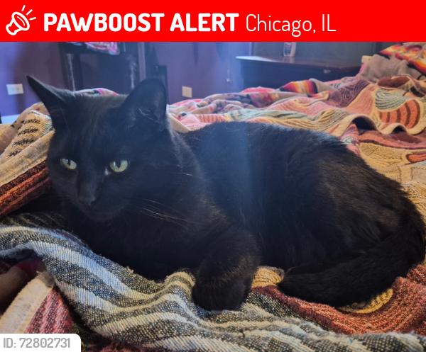 Lost Male Cat last seen Near w Newport , Chicago, IL 60634