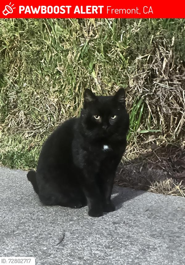 Lost Unknown Cat last seen Marlowe Street, Fremont, CA 94536