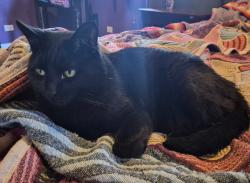 Lost Male Cat last seen Near w Newport , Chicago, IL 60634