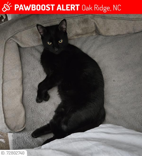 Lost Male Cat last seen Bethel Methodist Church , Oak Ridge, NC 27310