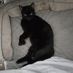 Lost Male Cat last seen Bethel Methodist Church , Oak Ridge, NC 27310