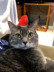 Lost Female Cat last seen E leichester st , Winchester, VA 22601