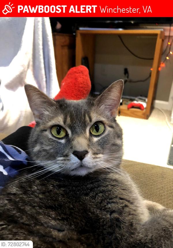 Lost Female Cat last seen E leichester st , Winchester, VA 22601