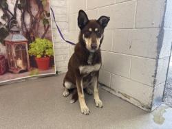 Shelter Stray Female Dog last seen E 38TH ST X N WATERMAN AVE, San Bernardino, CA 92401