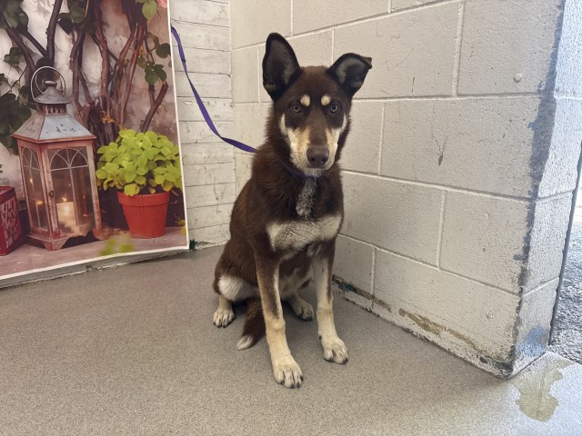 Shelter Stray Female Dog last seen E 38TH ST X N WATERMAN AVE, San Bernardino, CA 92401