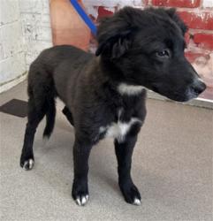 Shelter Stray Male Dog last seen 5TH X G, San Bernardino, CA 92401