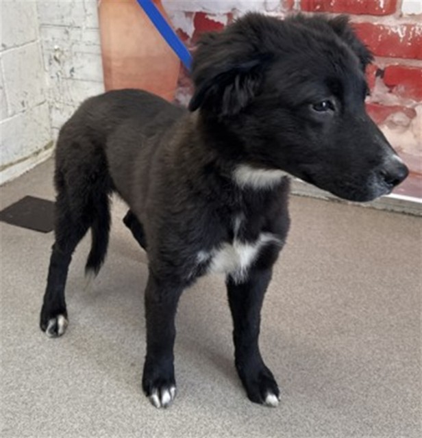 Shelter Stray Male Dog last seen 5TH X G, San Bernardino, CA 92401