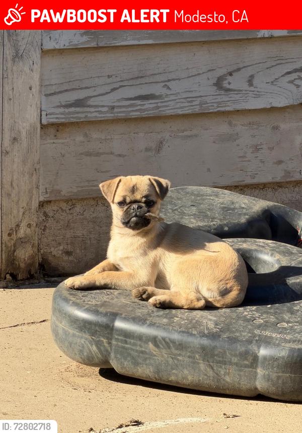 Lost Male Dog last seen Near petaluma dr modesto , Modesto, CA 95351