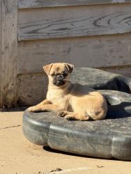 Lost Male Dog last seen Near petaluma dr modesto , Modesto, CA 95351