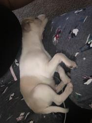 Lost Male Dog last seen Lipan st, Denver, CO 80211