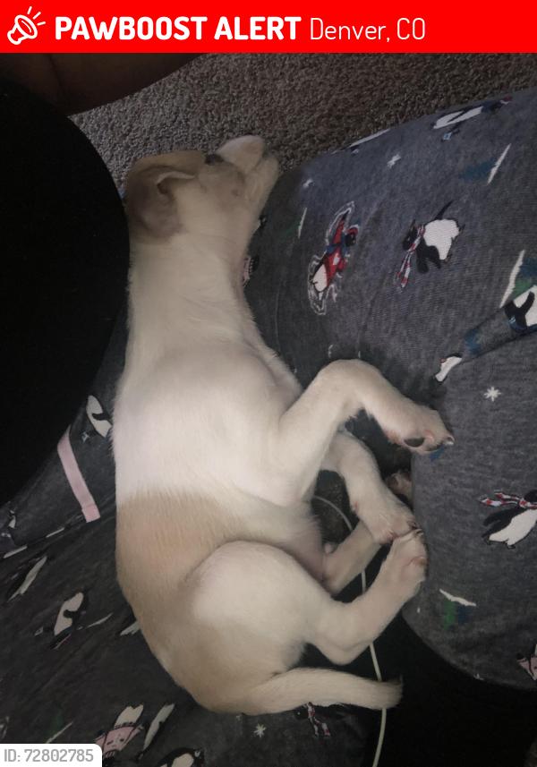 Lost Male Dog last seen Lipan st, Denver, CO 80211