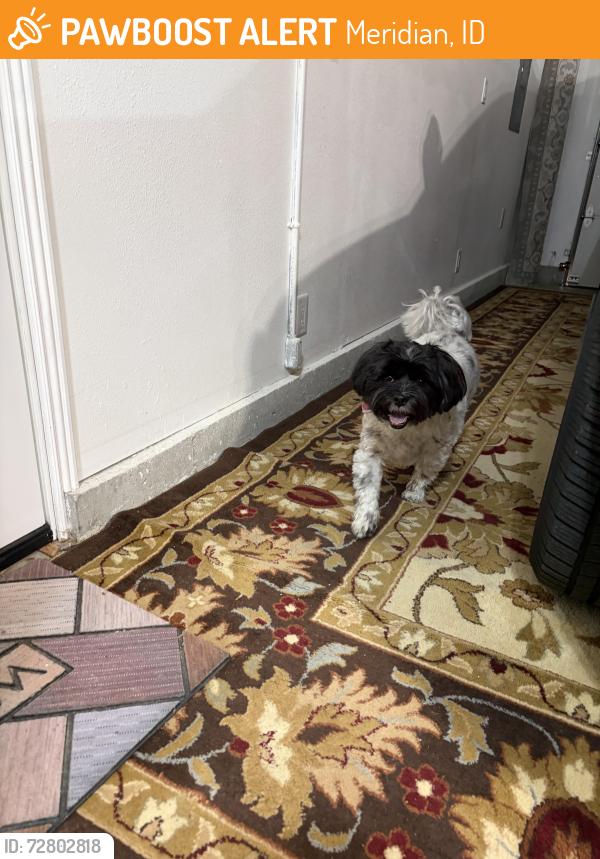 Found/Stray Male Dog last seen N Meridian & meadow creek, Meridian , Meridian, ID 83646