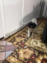 Found/Stray Male Dog last seen N Meridian & meadow creek, Meridian , Meridian, ID 83646