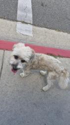 Found/Stray Unknown Dog last seen 221st and Wardham in Hawaiian gardens , Hawaiian Gardens, CA 90716
