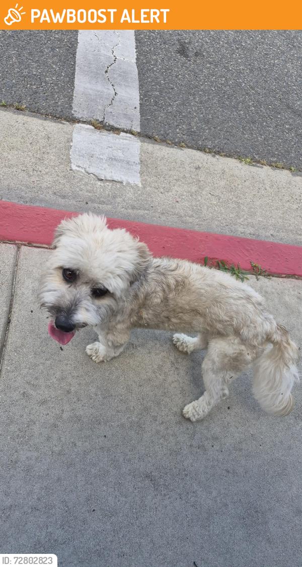 Found/Stray Unknown Dog last seen 221st and Wardham in Hawaiian gardens , Hawaiian Gardens, CA 90716