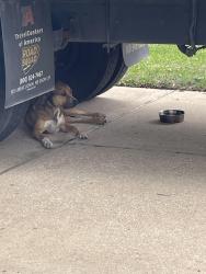 Found/Stray Unknown Dog last seen Saxon Meadow Ln, Cypress, TX 77433