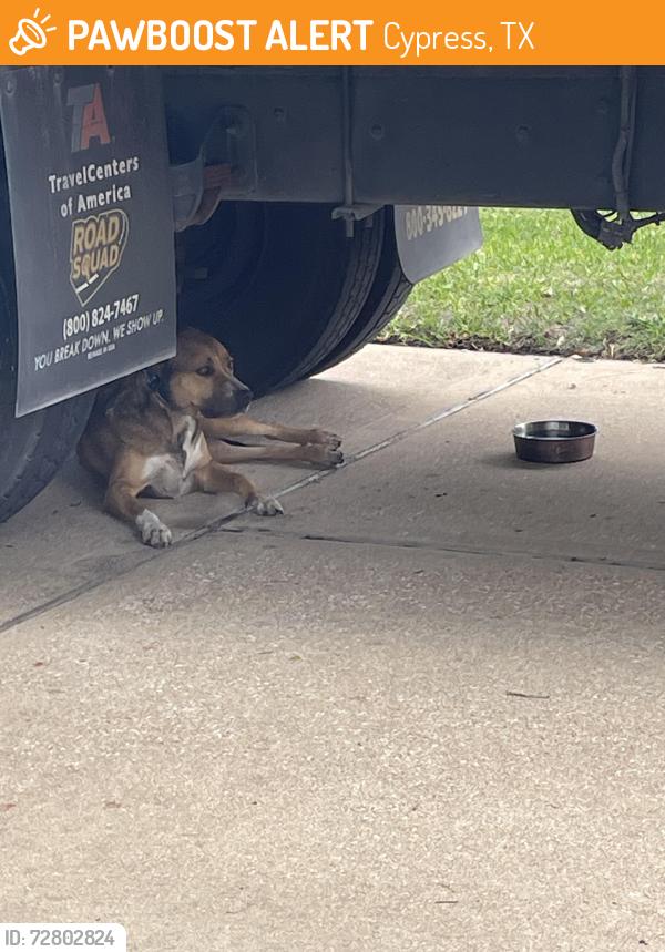 Found/Stray Unknown Dog last seen Saxon Meadow Ln, Cypress, TX 77433