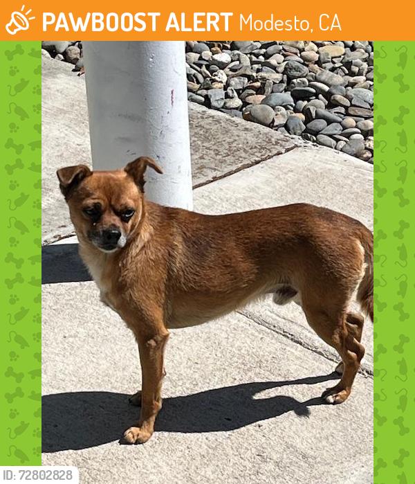 Found/Stray Male Dog last seen East Coolidge Ave & Rose Ave., Modesto, CA 95355