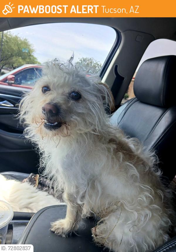 Found/Stray Male Dog last seen 22st , Tucson, AZ 85710