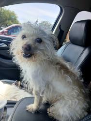 Found/Stray Male Dog last seen 22st , Tucson, AZ 85710