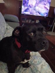 Found/Stray Male Dog last seen Goodfellow Afb, San Angelo, TX 76902
