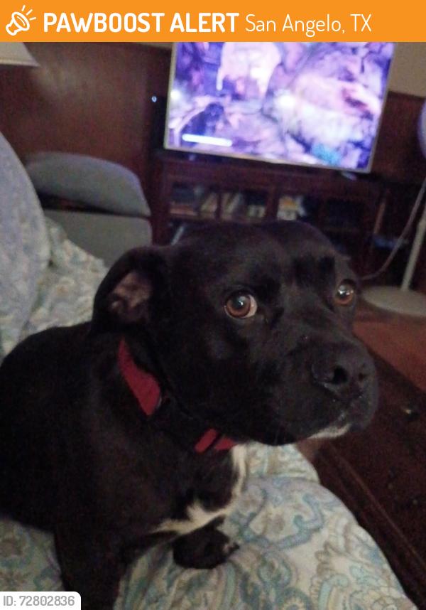Found/Stray Male Dog last seen Goodfellow Afb, San Angelo, TX 76902