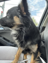 Found/Stray Male Dog last seen Morris and 29th, Pueblo, CO 81008