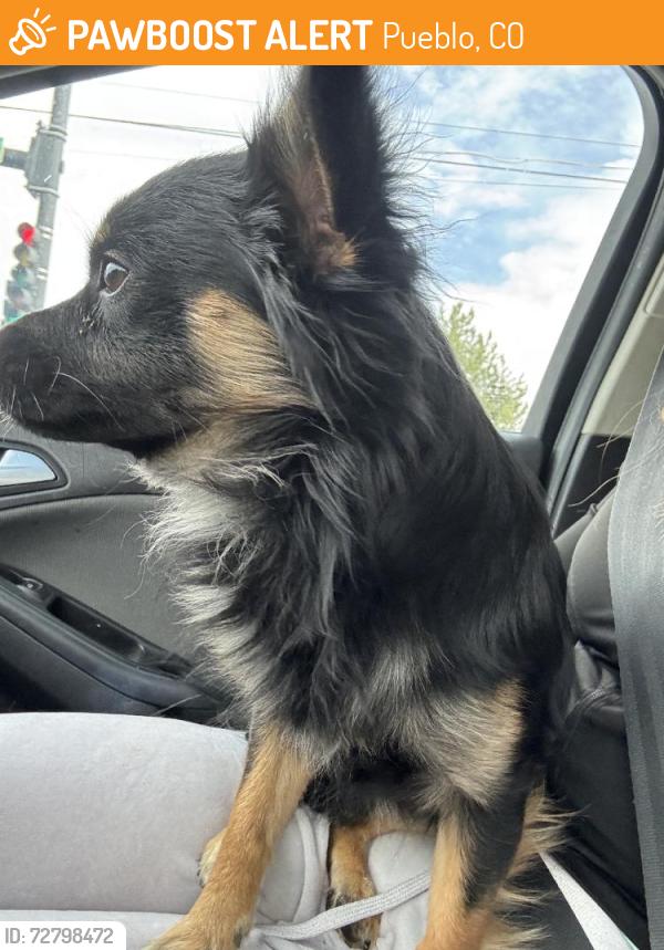Found/Stray Male Dog last seen Morris and 29th, Pueblo, CO 81008