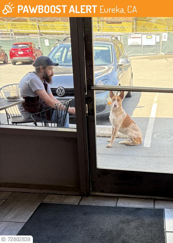 Found/Stray Female Dog last seen Kool Beanz on Mrytle, Eureka, CA 95501