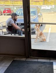 Found/Stray Female Dog last seen Kool Beanz on Mrytle, Eureka, CA 95501