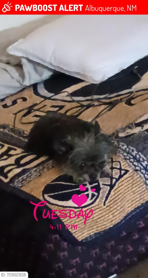 Lost Female Dog last seen Broadway and Santa fe, Albuquerque, NM 87102