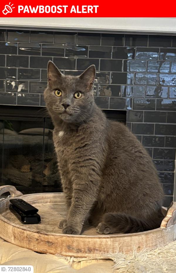 Lost Male Cat last seen Sportsman and High School, Bainbridge Island, WA 98110