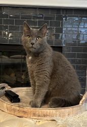 Lost Male Cat last seen Sportsman and High School, Bainbridge Island, WA 98110