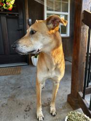 Found/Stray Male Dog last seen Running Brook Road and Jim Kaiser, Midland, NC 28107