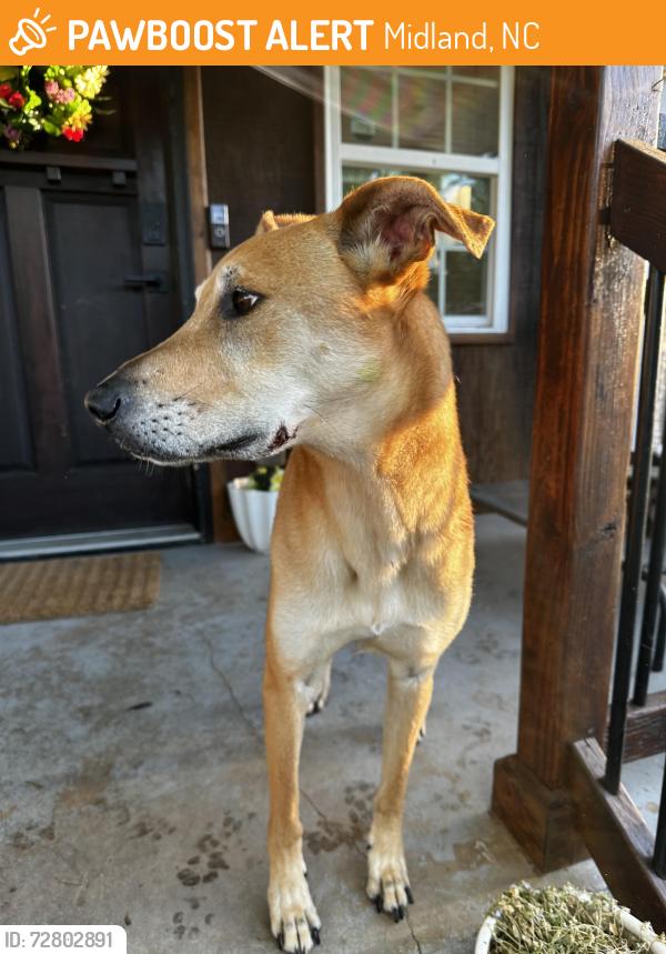 Found/Stray Male Dog last seen Running Brook Road and Jim Kaiser, Midland, NC 28107