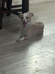 Found/Stray Male Dog last seen 27th Ave Deer Valley, Phoenix, AZ 85031