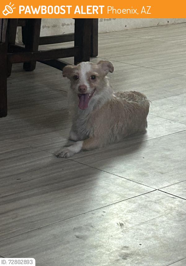 Found/Stray Male Dog last seen 27th Ave Deer Valley, Phoenix, AZ 85031