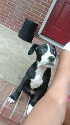 Lost Male Dog last seen Howe Avenue , Columbus, GA 31903