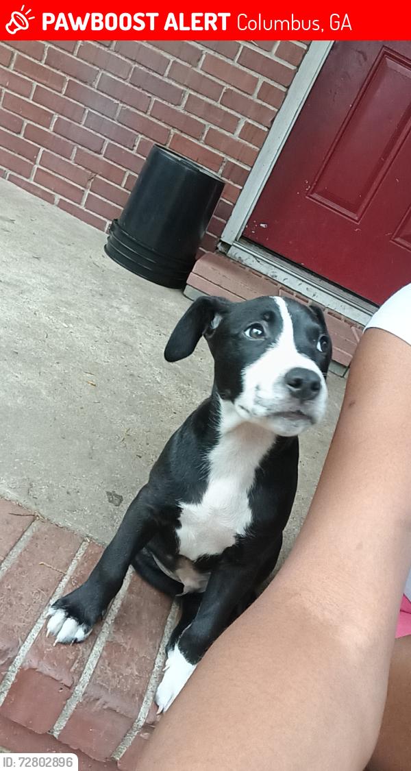Lost Male Dog last seen Howe Avenue, Columbus, GA 31903
