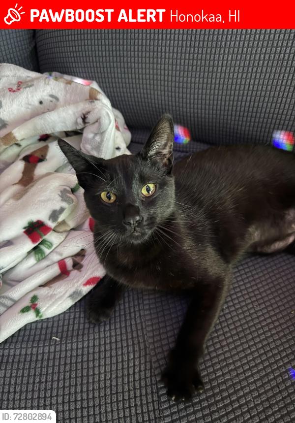 Lost Female Cat last seen Rebecca's produce , Honokaa, HI 96727
