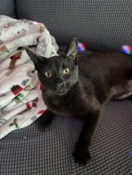 Lost Female Cat last seen Rebecca's produce , Honokaa, HI 96727