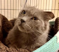 Found/Stray Male Cat last seen E. JULIÁN STREET, San Jose, CA 95116