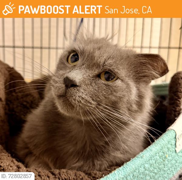 Found/Stray Male Cat last seen E. JULIÁN STREET, San Jose, CA 95116